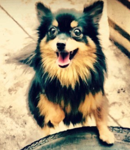 The original photo of Sheena, with her ears up and her tongue out.